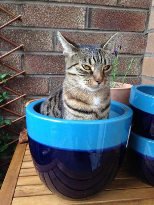 Забавные котейки фото (20+)