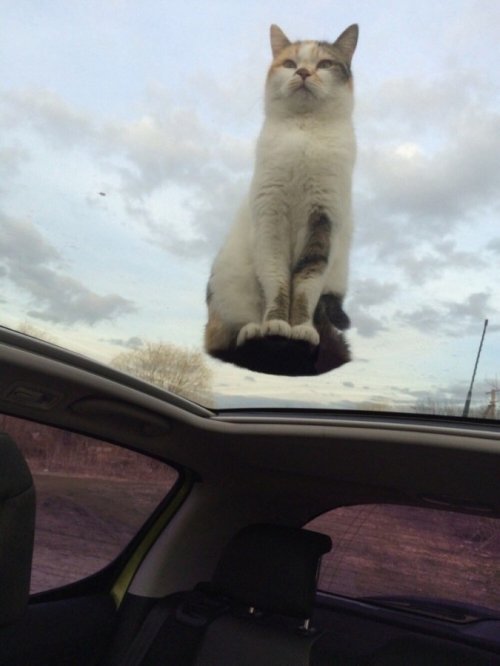 Забавные котейки фото (20+)