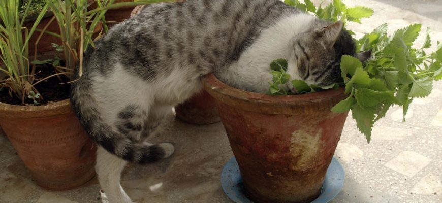 Кошачья мята: в чем польза растения