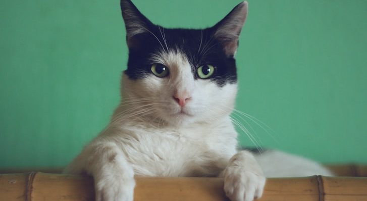 сколько длится течка у кошек