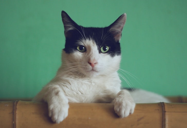 страя кошка