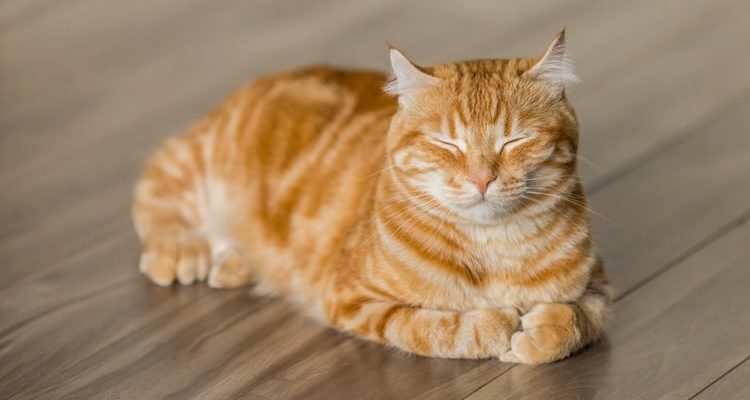 Сколько лет кошке по человеческим меркам