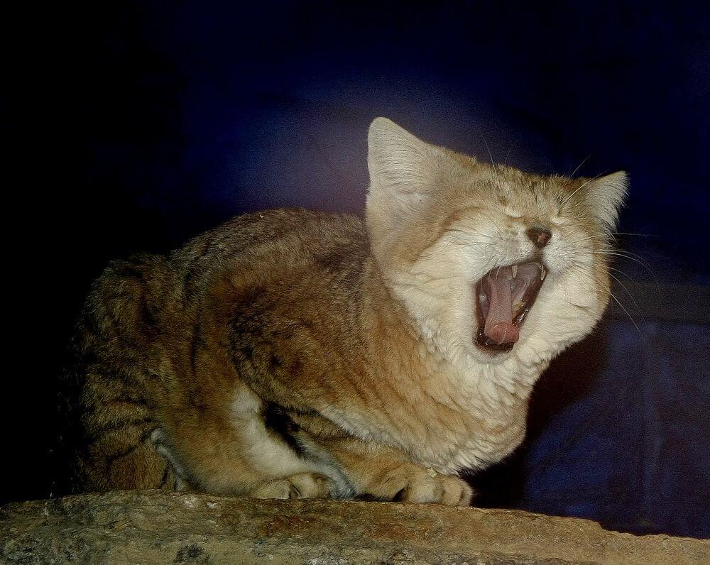 барханный кот