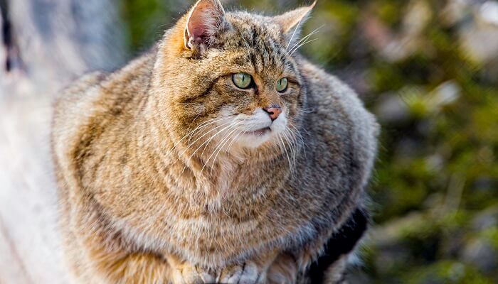 Дикий лесной кот