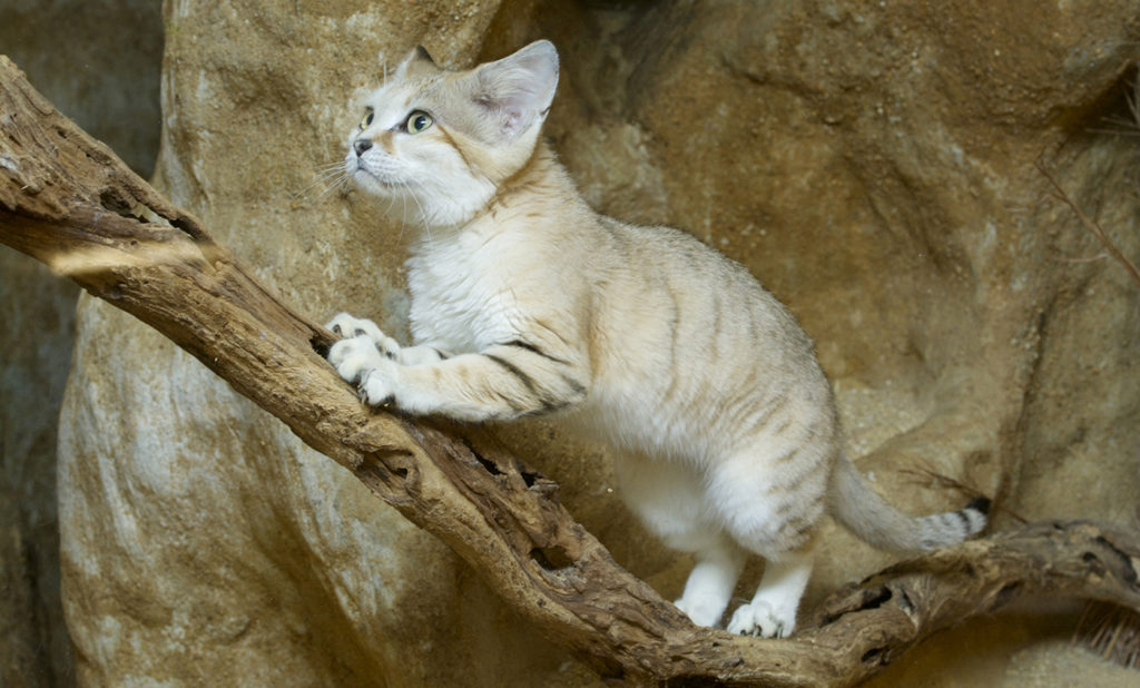 барханный кот