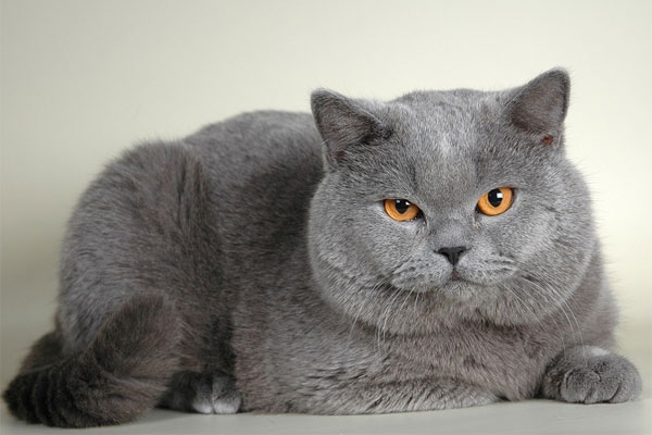Британская короткошерстная