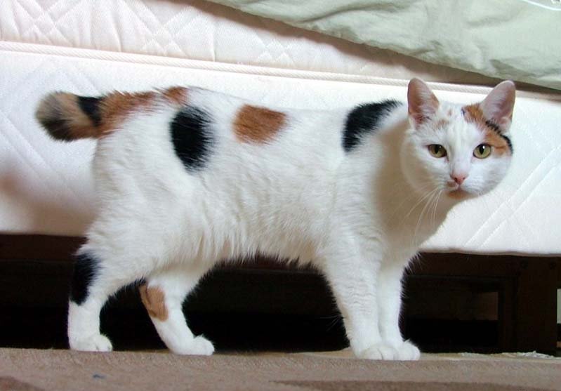 Мэнкс