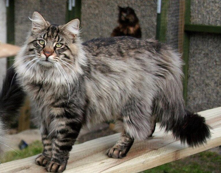 Норвежская лесная кошка