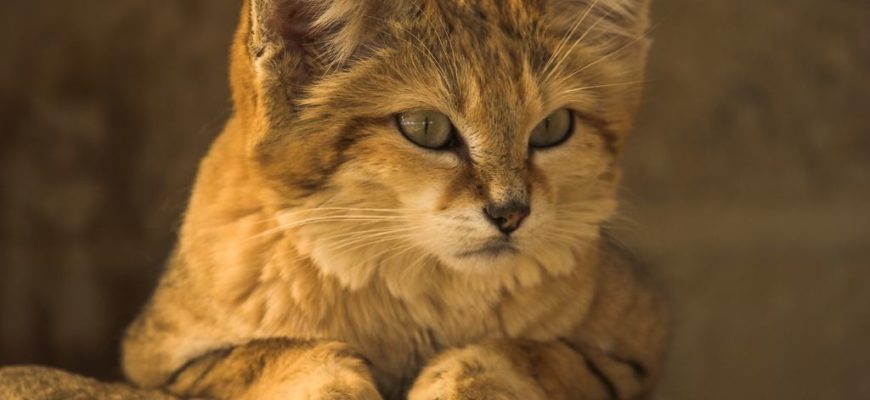 барханный кот