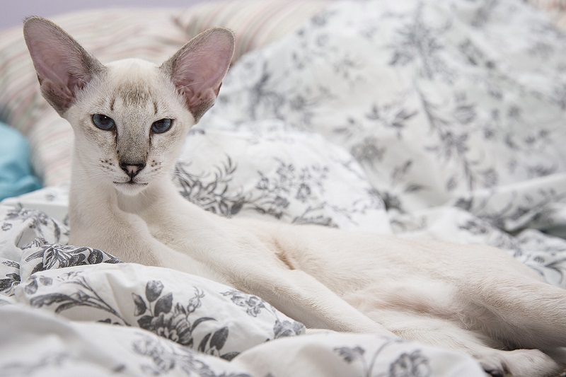 Сиамская кошка