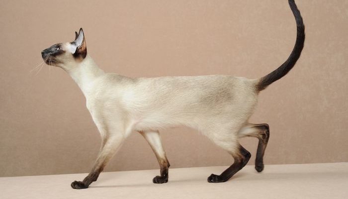 Сиамская кошка