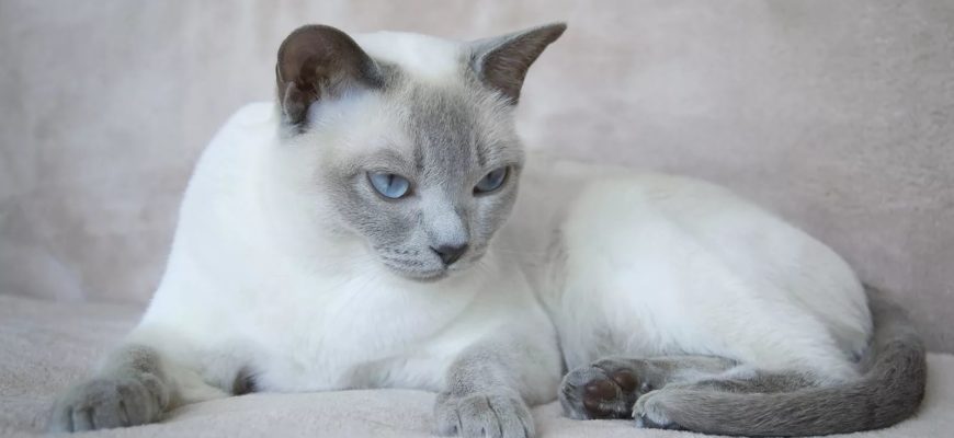 Тонкинская кошка