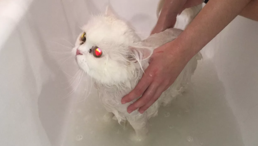 Породы кошек с плоской мордой